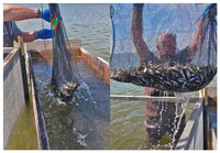 image of Chad Benson retrieving spottail shiners from his traps 